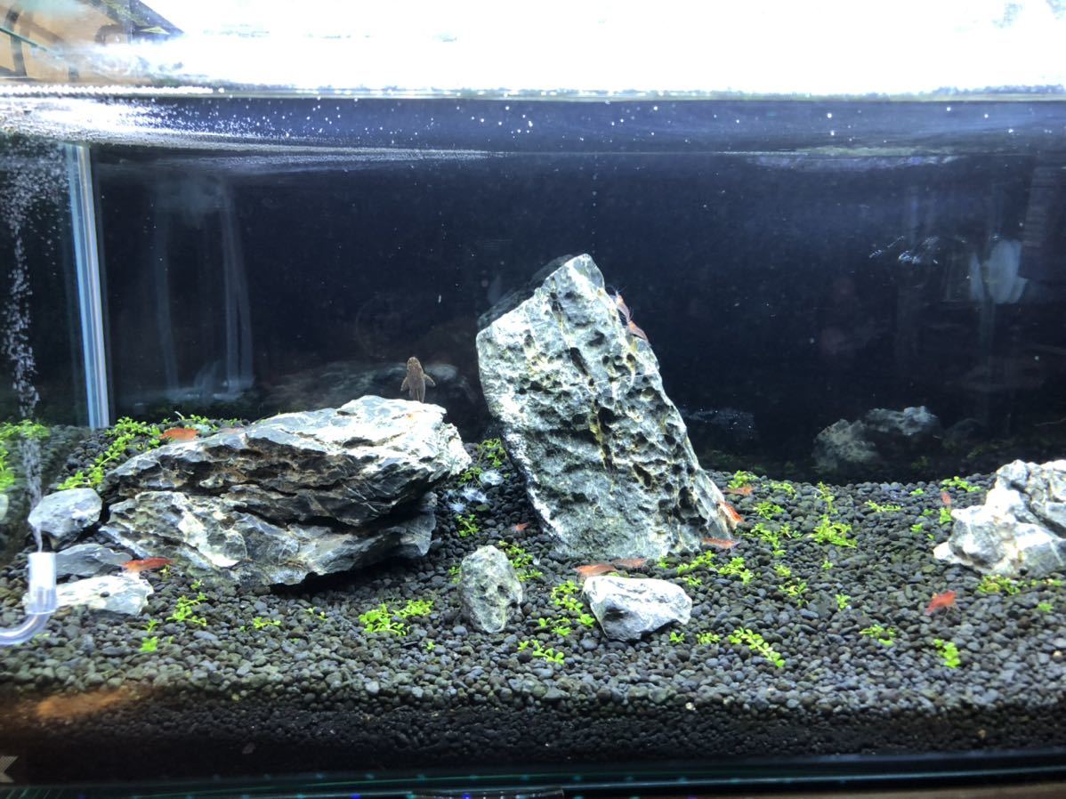 赤い ミナミヌマエビ 稚エビ匹 A 水草 メダカ 繁殖ビオトープ 赤 アクアリウム 1 ヌマエビ 売買されたオークション情報 Yahooの商品情報をアーカイブ公開 オークファン Aucfan Com