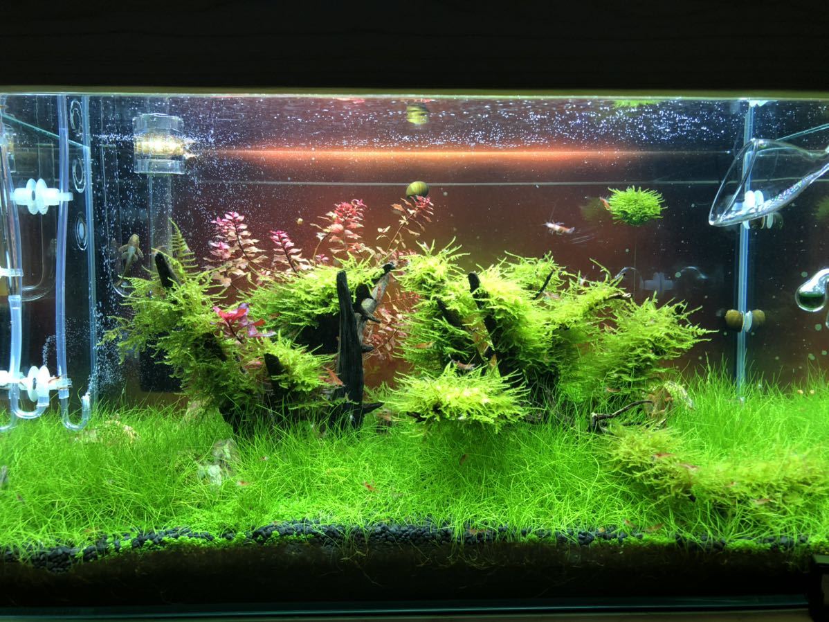 赤い ミナミヌマエビ 稚エビ匹 A 水草 メダカ 繁殖ビオトープ 赤 アクアリウム 1 ヌマエビ 売買されたオークション情報 Yahooの商品情報をアーカイブ公開 オークファン Aucfan Com