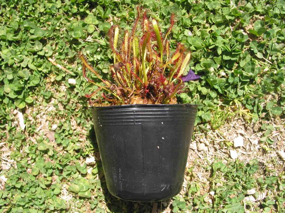 食虫植物 モウセンゴケ 直径40 になるアフリカナガバモウセンゴケ 5株 ドロセラ カペンシス オールレッド Drosera Capensis All Red その他 売買されたオークション情報 Yahooの商品情報をアーカイブ公開 オークファン Aucfan Com