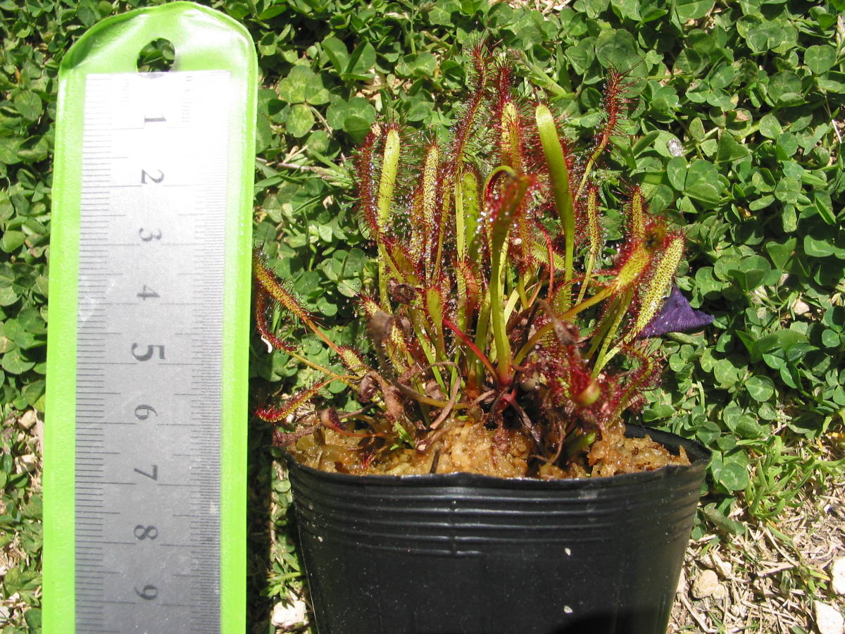 食虫植物 モウセンゴケ 直径40 になるアフリカナガバモウセンゴケ 5株 ドロセラ カペンシス オールレッド Drosera Capensis All Red その他 売買されたオークション情報 Yahooの商品情報をアーカイブ公開 オークファン Aucfan Com