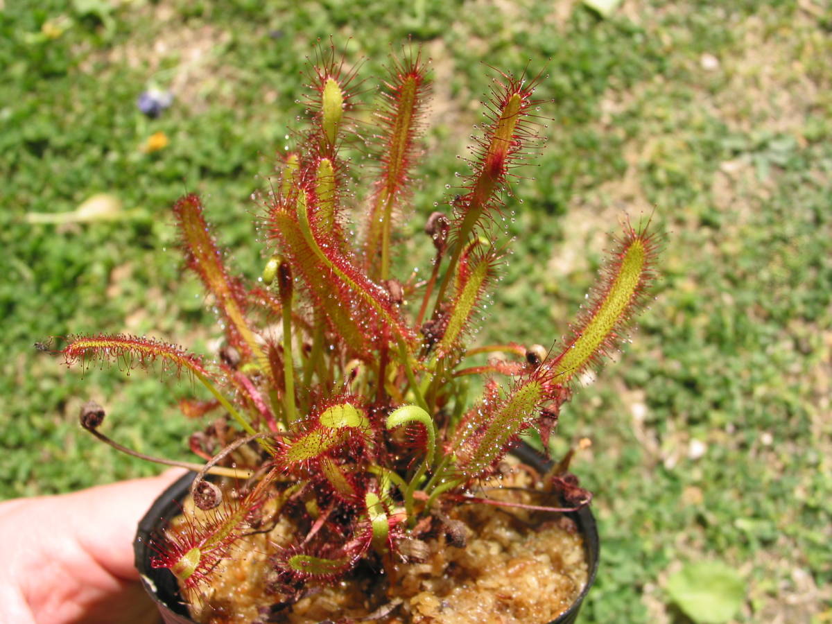 食虫植物 モウセンゴケ 直径40 になるアフリカナガバモウセンゴケ 5株 ドロセラ カペンシス オールレッド Drosera Capensis All Red その他 売買されたオークション情報 Yahooの商品情報をアーカイブ公開 オークファン Aucfan Com