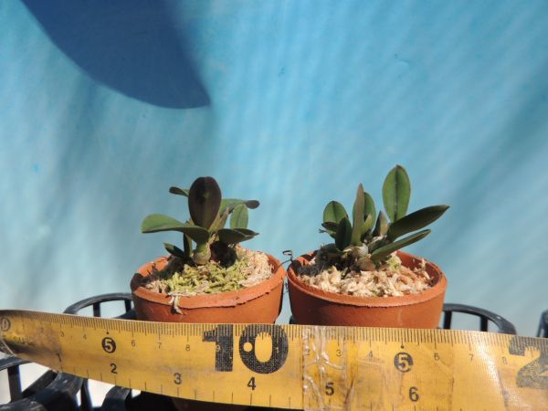 T♪洋蘭 Cattleya cernua × sib. (`Tarien C-1' x パラグアイType) 2株セット カトレア 洋ラン