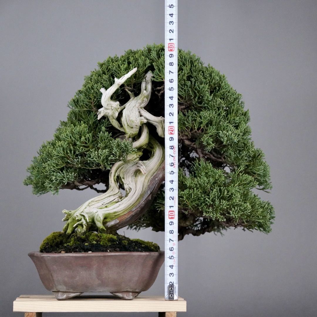 小品盆栽 山採り 真柏(盆栽)｜売買されたオークション情報、Yahoo
