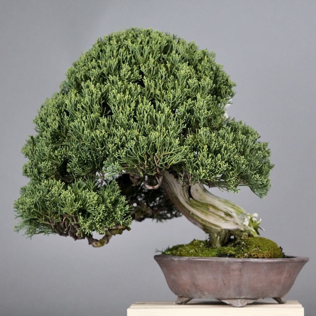 小品盆栽 山採り 真柏(盆栽)｜売買されたオークション情報、Yahoo