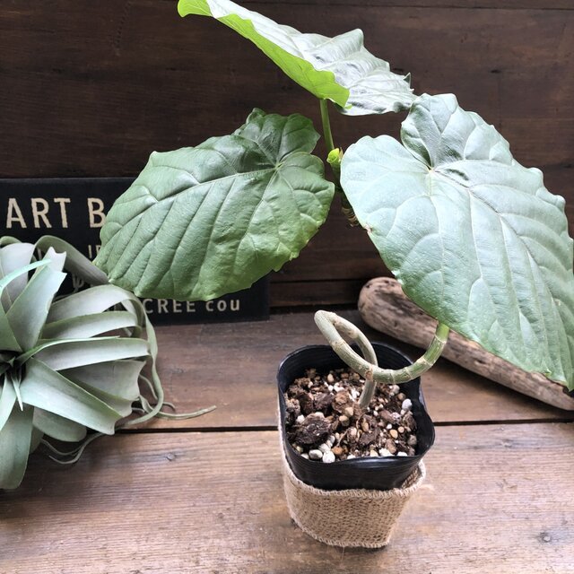 枝曲がり ウンベラータ 希少 観葉植物 曲がり木 ウンベラータ 曲がり