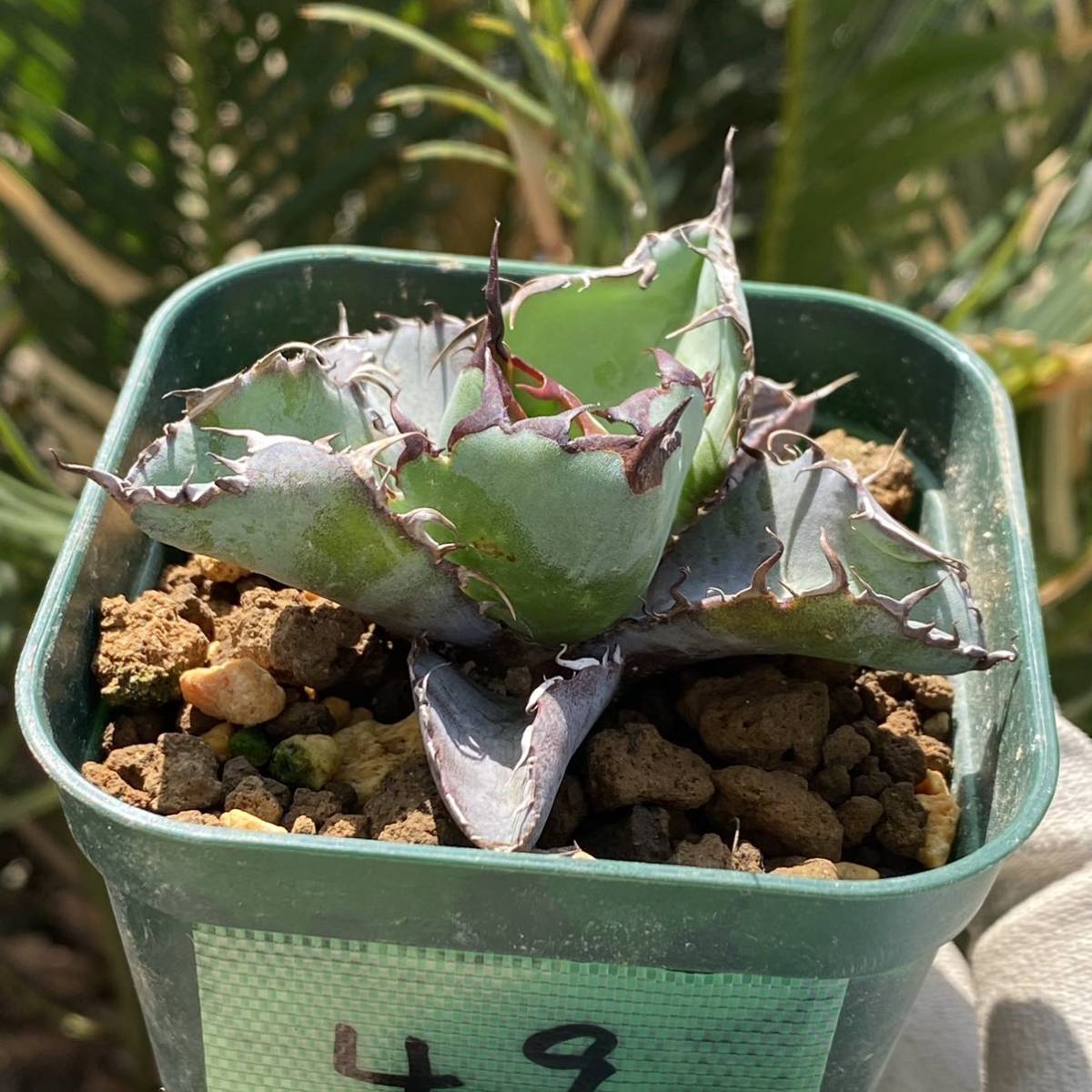 アガベ チタノタ 黒火焔 ブラックファイヤー 台湾輸入株(アガベ)｜売買