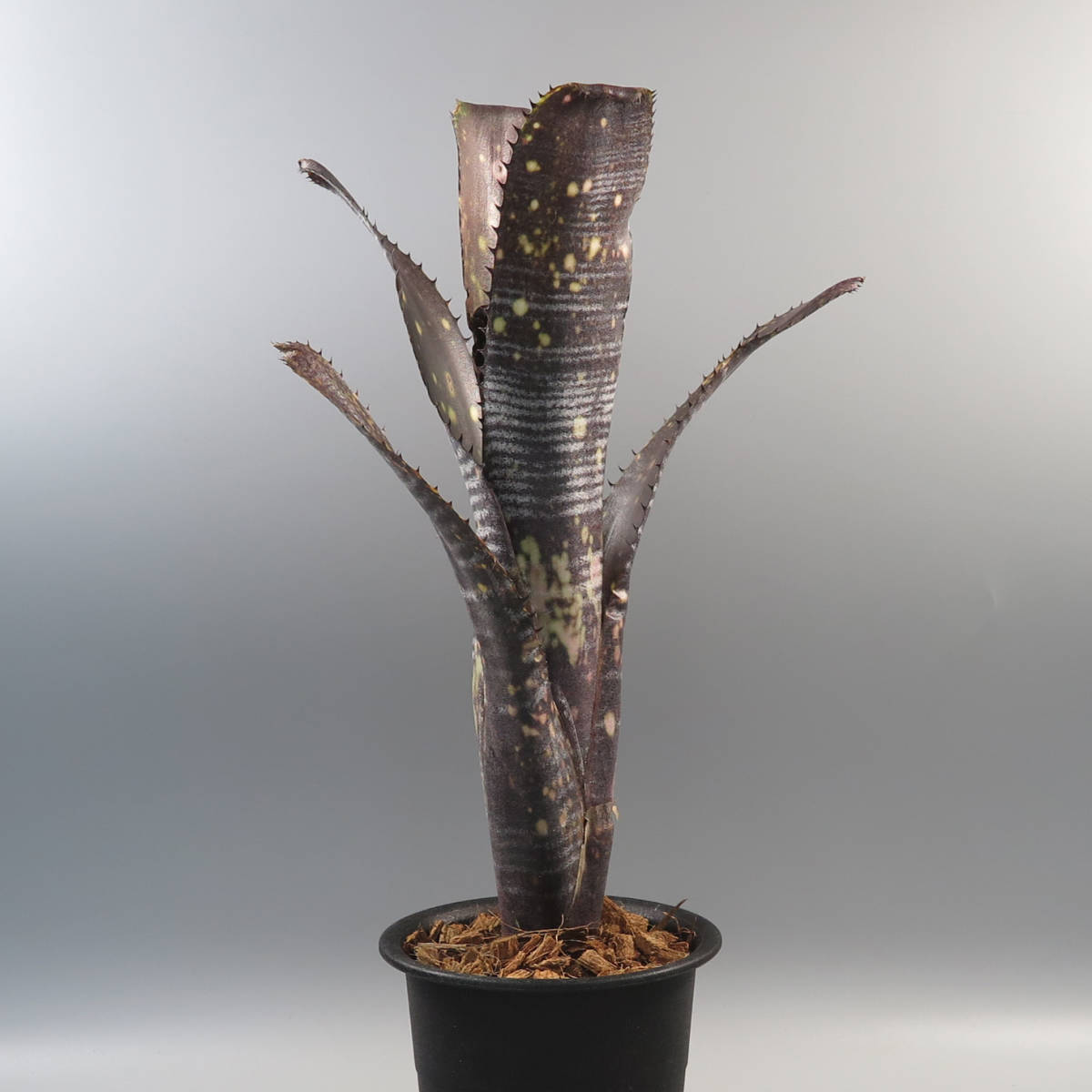 First Sale! ビルベルギア ☆ Billbergia 'Obi-Wan' ☆ タンクブロメリア