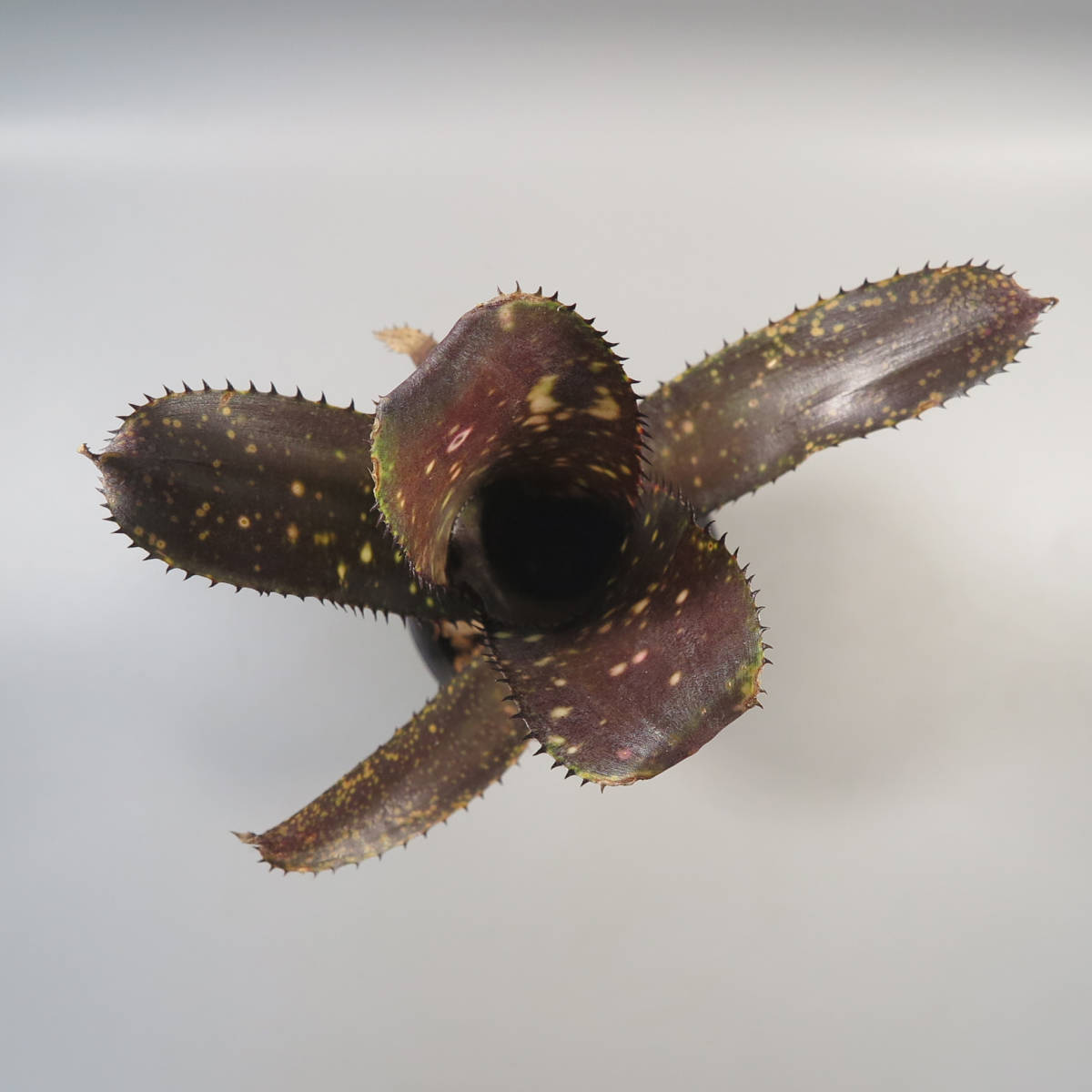 First Sale! ビルベルギア ☆ Billbergia 'Obi-Wan' ☆ タンクブロメリア