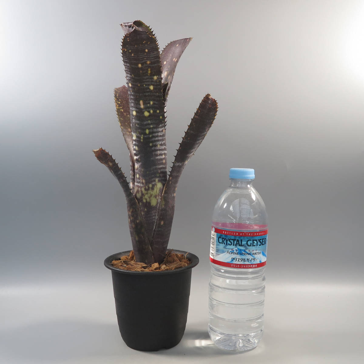 First Sale! ビルベルギア ☆ Billbergia 'Obi-Wan' ☆ タンクブロメリア