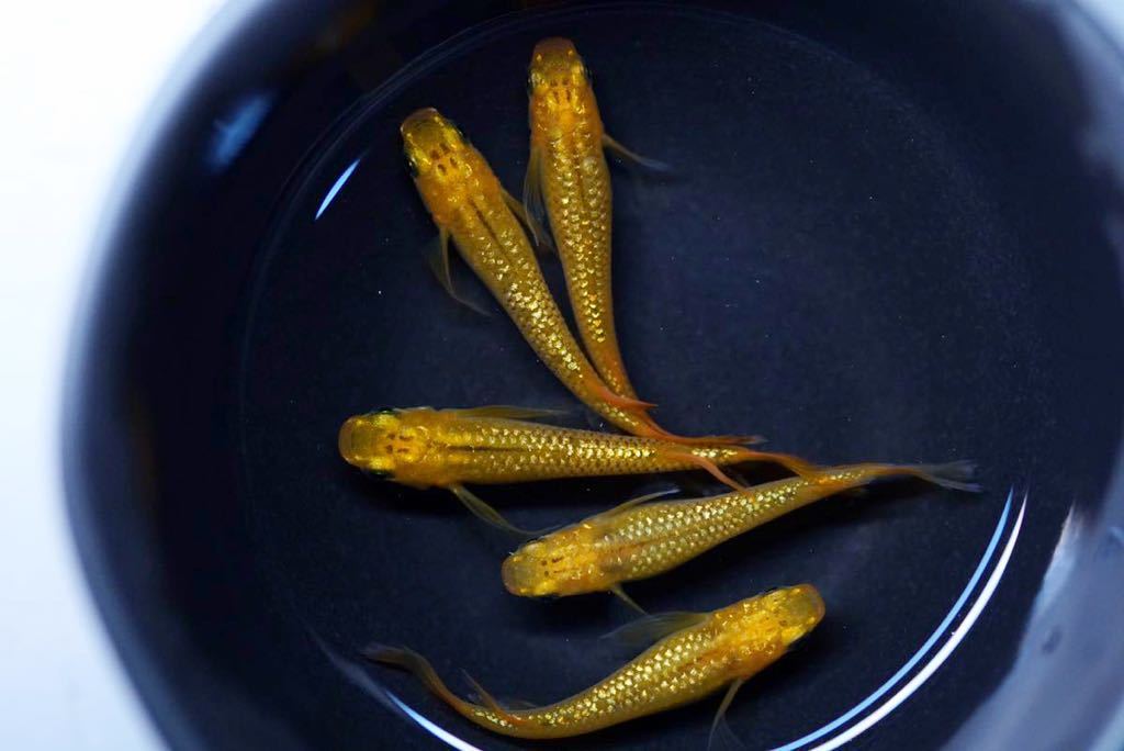 龍希メダカ レクリス 雄2雌3 本家舞めだか様血統 Www Ance Org Mx