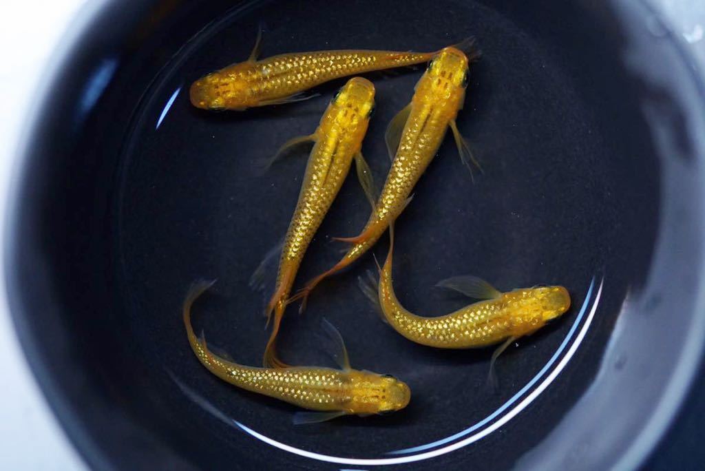 龍希メダカ レクリス 雄2雌3 本家舞めだか様血統 Www Ance Org Mx