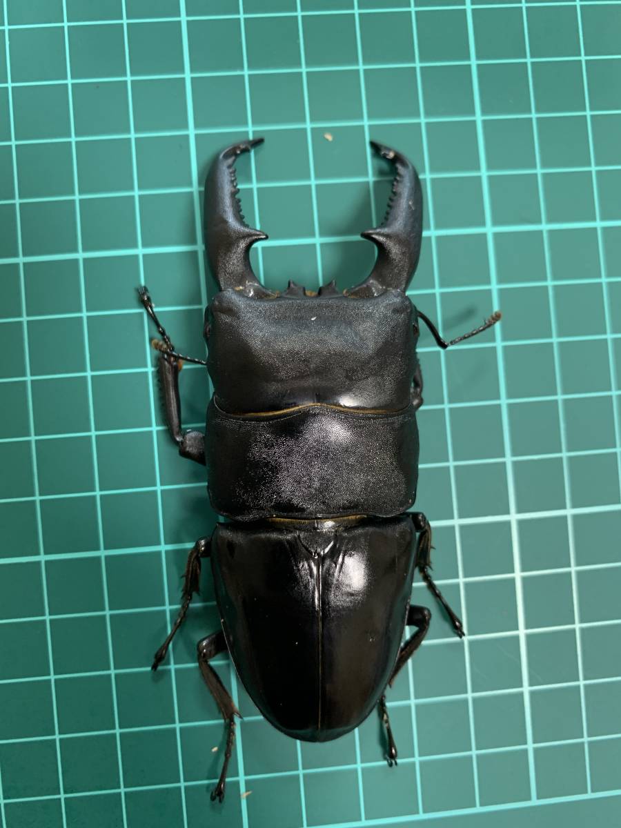 パラワンヒラタクワガタ　102㎜　♂♀ パラワンヒラタクワガタ 102㎜ 49㎜ ペア 【公式通販】