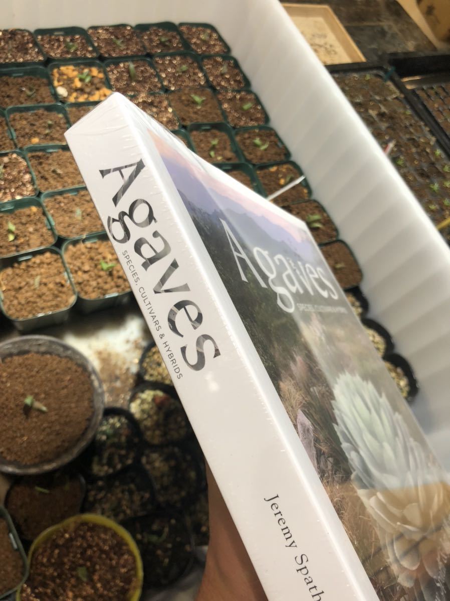 人気セール，SALE Hidden Agaves アガベ 350ページ 写真資料 カリフォルニア(アガベ)｜売買されたオークション情報、yahooの商品情報をアーカイブ公開 - オークファン アガベ