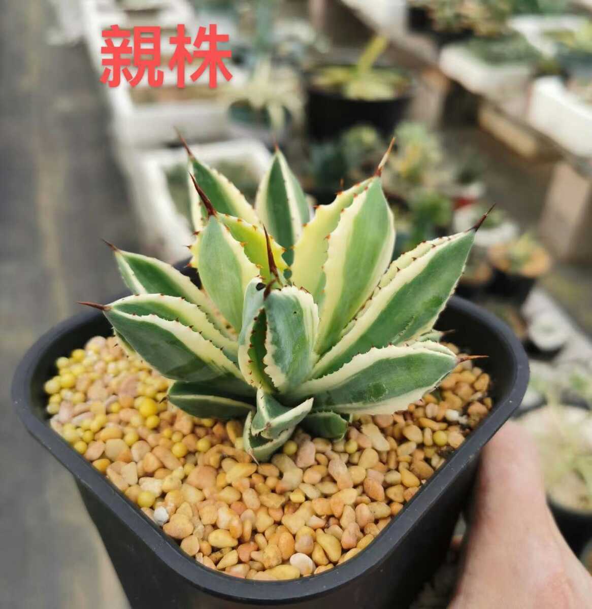 AgaveN012】アガベ！多肉植物チタノタ 入株 キュービック黄中斑 小苗美