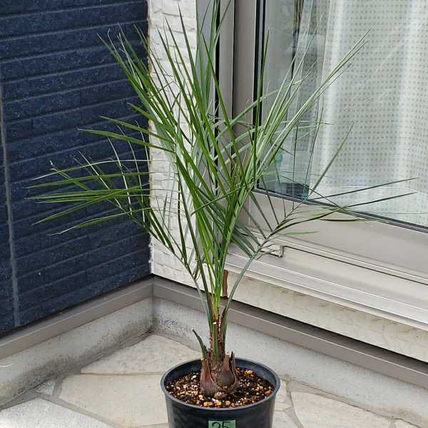 カナリーヤシ2鉢セット カナリーヤシ Phoenix canariensis No.2 