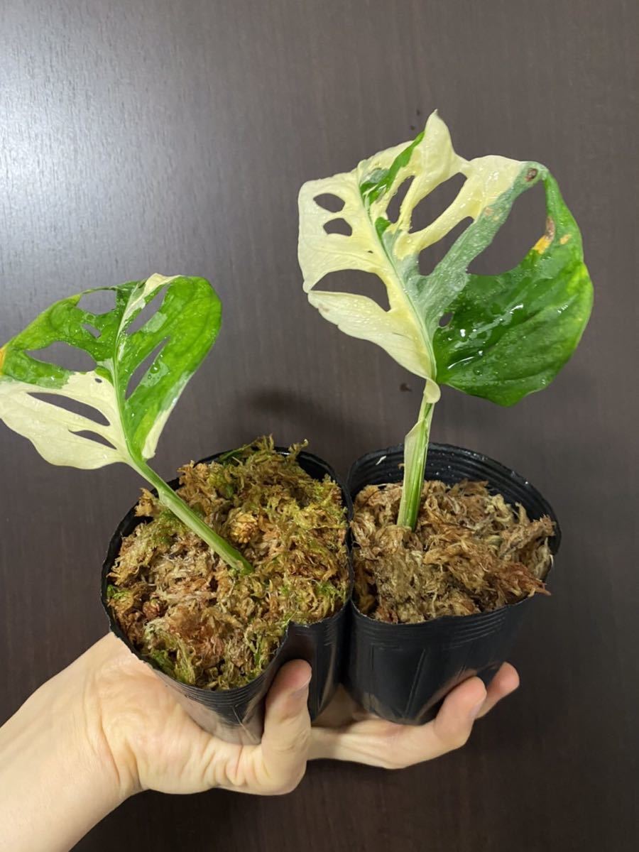 2株!脇芽あり!斑入りマドカズラ Monstera Adansonii 2株!脇芽あり!斑入りマドカズラ Monstera Adansonii