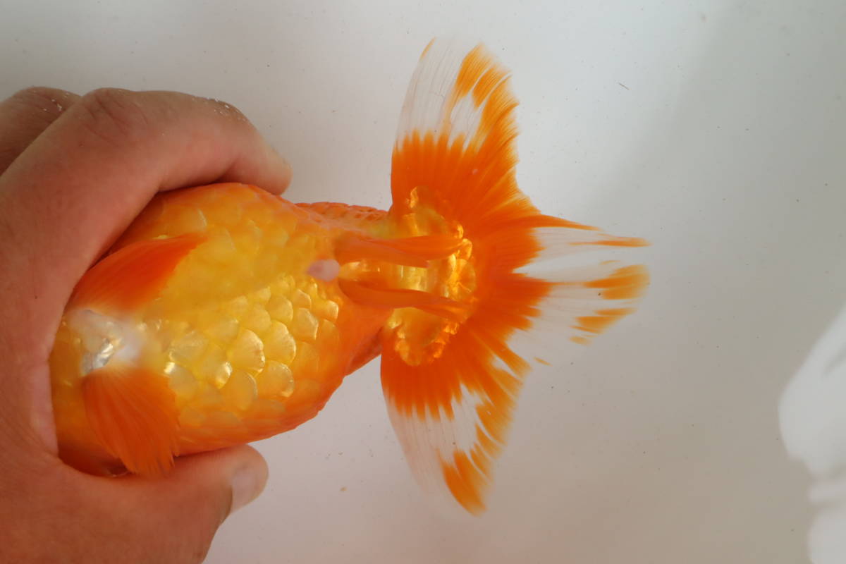 丸長 品評会 極上種魚 愛知県 豊橋市 超有名ブリーダー作出魚 三歳 18 5 メス らんちゅう 売買されたオークション情報 Yahooの商品情報をアーカイブ公開 オークファン Aucfan Com 丸長 品評会 極上種魚 愛知県 豊橋市 超有名ブリーダー作出魚 三歳 18 5 メス らんちゅう 売買されたオークション情報 Yahooの商品情報をアーカイブ公開 オークファン Aucfan Com