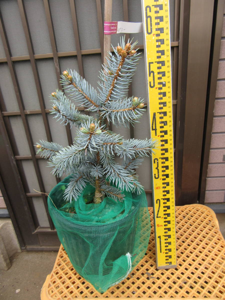 プンゲンストウヒ ホプシー コニファー 品薄品 植木 庭木 売買されたオークション情報 Yahooの商品情報をアーカイブ公開 オークファン Aucfan Com