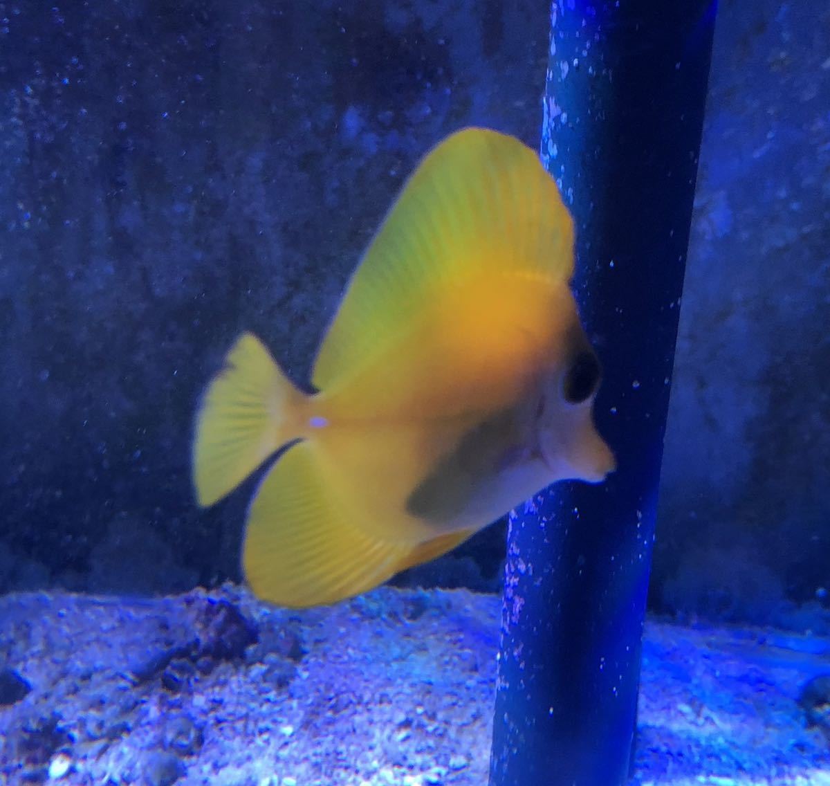 魚類、水生生物 【激発色】 沖縄県産 ハンドコート キイロハギ 