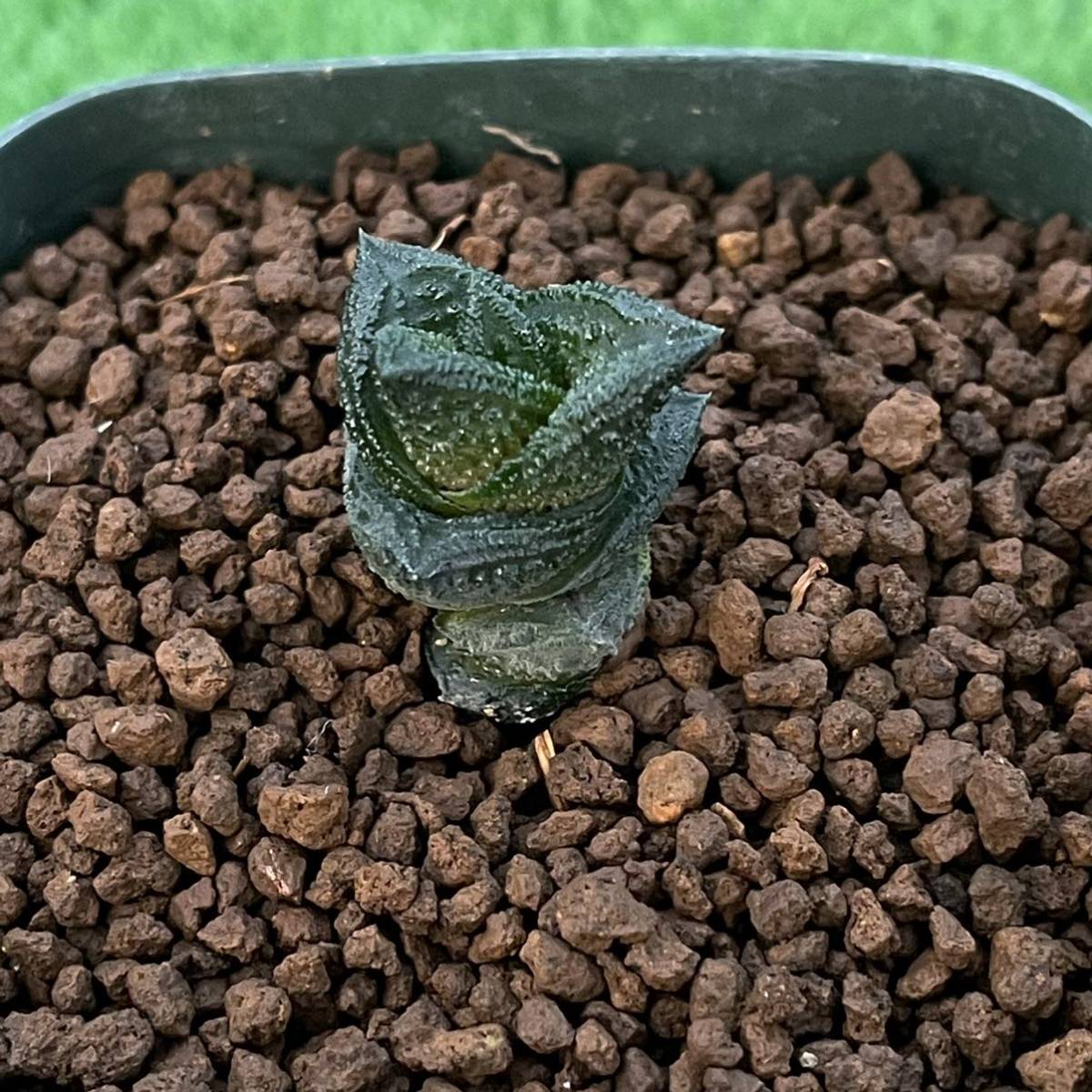 ニグラ　コックさんの丸葉　ハオルチア 多肉植物 観葉植物 ≧∇≦）多肉植物 ハオルチア ニグラ(コックさんの丸葉)の落札情報詳細