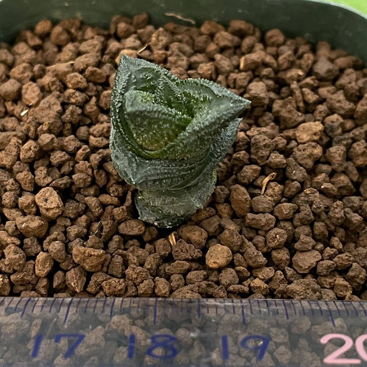 Yahoo!オークション ニグラ ハオルチア 「ハオルシア ニグラ」観葉植物
