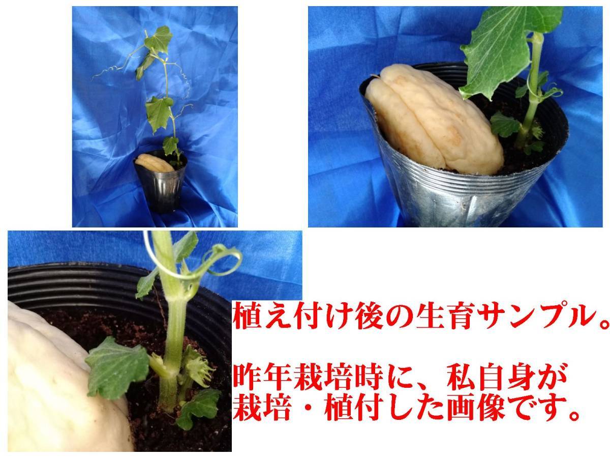 大サイズ2個 ハヤトウリ 白色 種ウリ 目安約400g 2個セット ポリポットと栽培マニュアル付 ホワイト 隼人瓜 野菜 発芽確認済 良好品質 野菜 売買されたオークション情報 Yahooの商品情報をアーカイブ公開 オークファン Aucfan Com