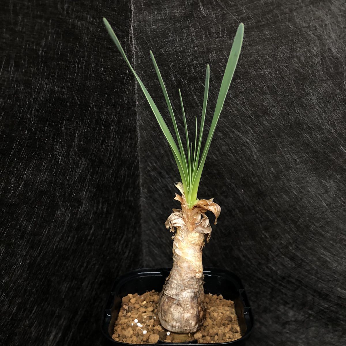 ブーファン ディスティカ 1株 ディスディチャ Boophone disticha 検) ハエマントイデス塊根 球根 多肉植物 
