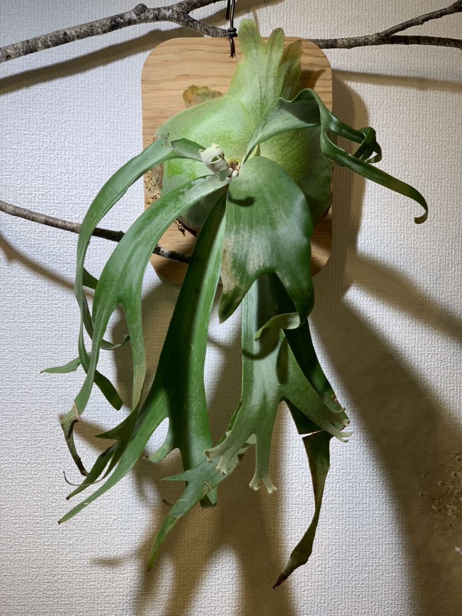 定番人気，限定SALE P.willinckii dwarf OMG 残りわずか