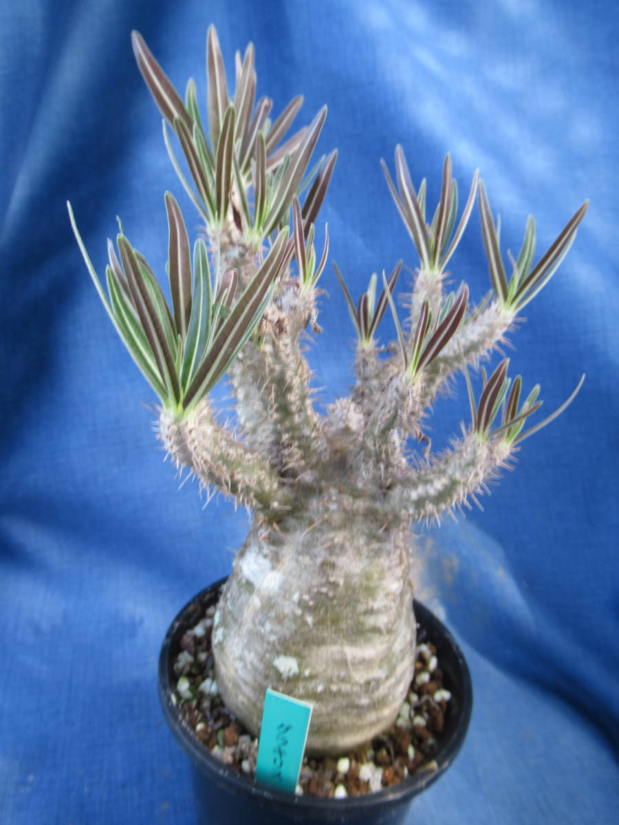 2026，本物保証 サボテン多肉植物 パキポディウム属 グラキリス(サボテン)｜売買されたオークション情報、yahooの商品情報をアーカイブ公開 - オークファン サボテン