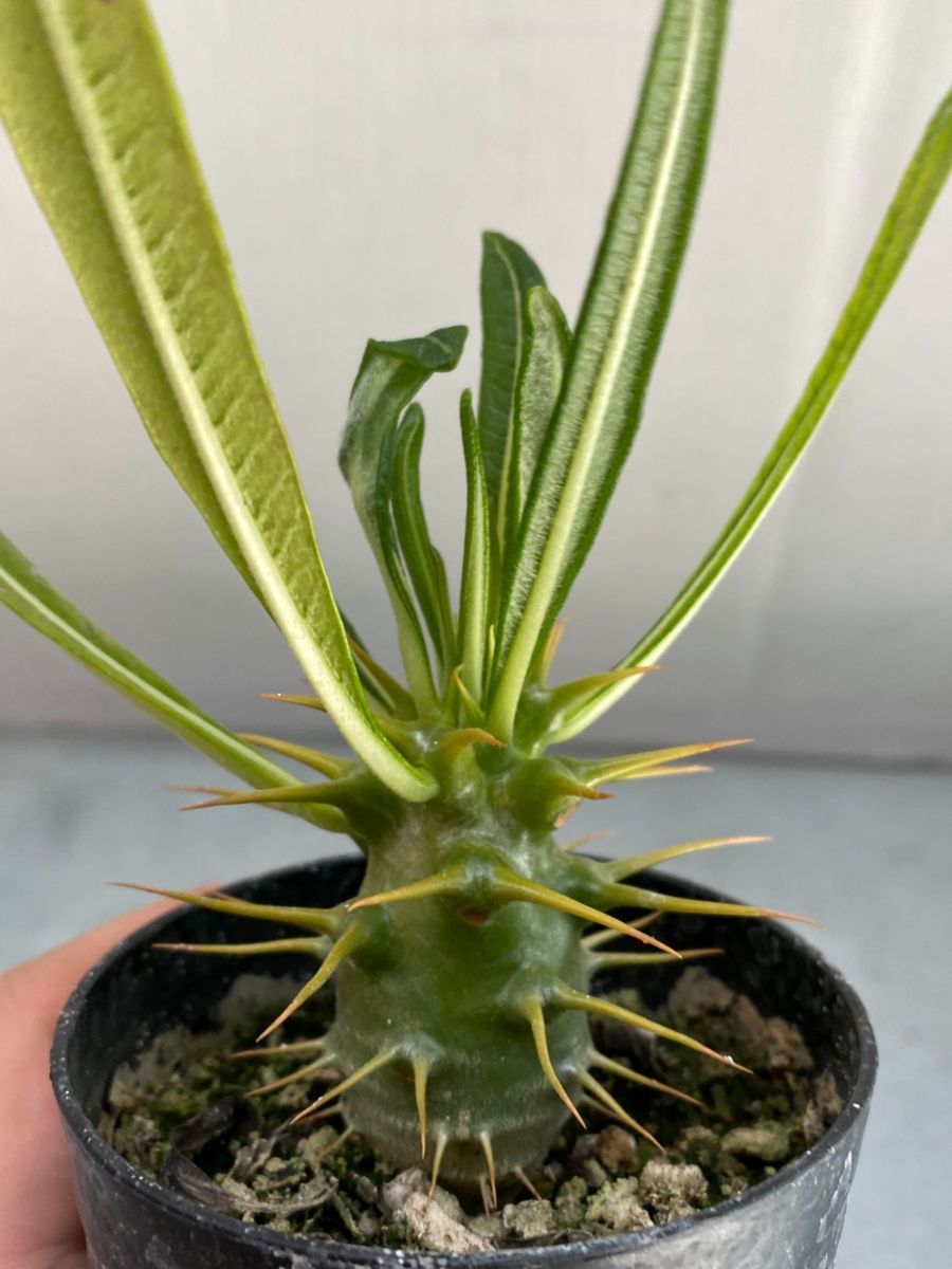 フ2113 「実生」パキポディウム　アンボンゲンセ【塊根植物・有望株・種から発芽・発根・Pachypodium】