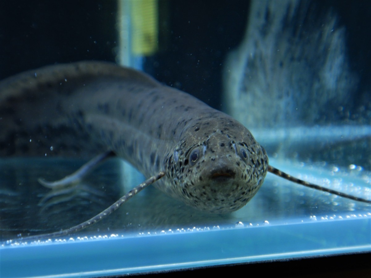 チャーム プロトプテルス エチオピクス １匹 ｙ２２７６６ 一点物 死着保障有 淡水魚 売買されたオークション情報 Yahooの商品情報をアーカイブ公開 オークファン Aucfan Com