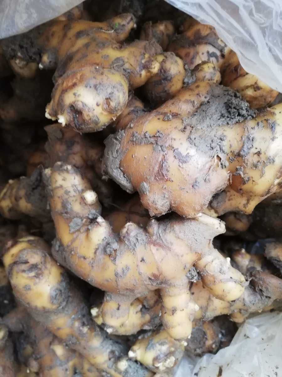 しょうが : 無農薬 親生姜 1kg 2kg 4kg 種生姜 高知県産近江生姜（白） 赤生姜 しょうが 種10kg 高知県産
