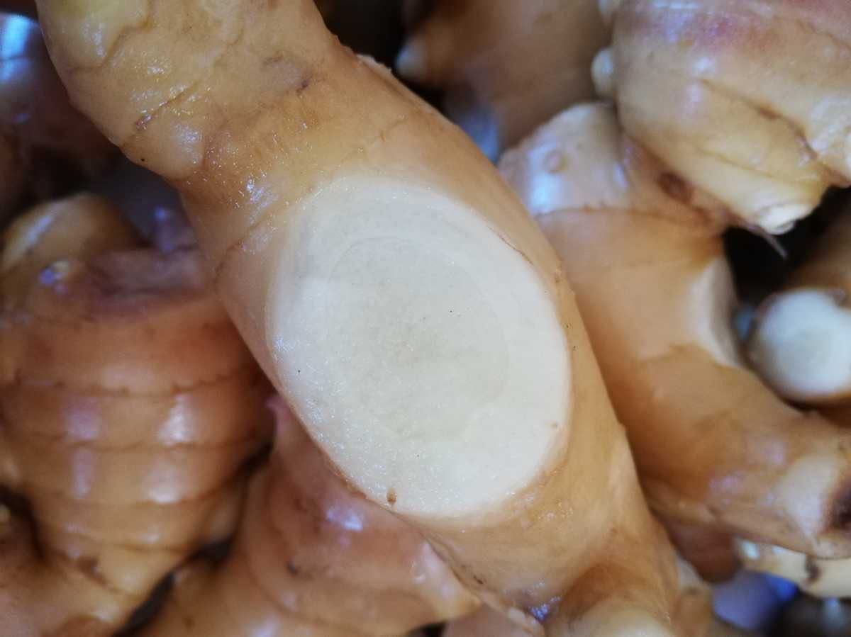 しょうが : 無農薬 親生姜 1kg 2kg 4kg 種生姜 高知県産近江生姜（白）