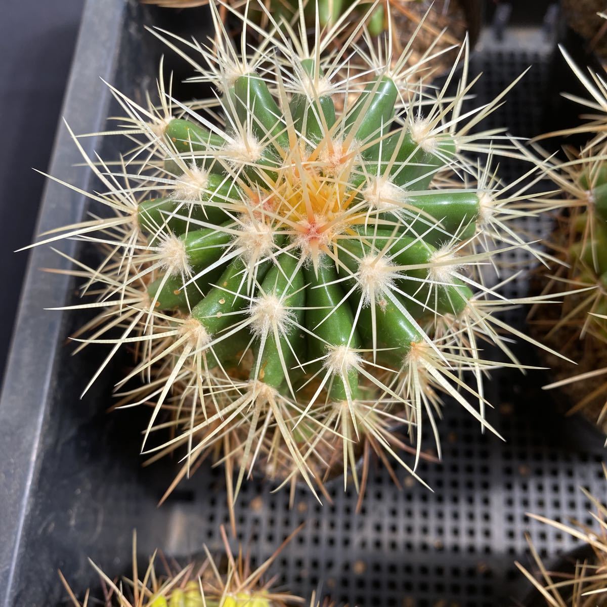 園芸ネット本店｜フェロカクタス：赤鳳 8号鉢植え の通販公式