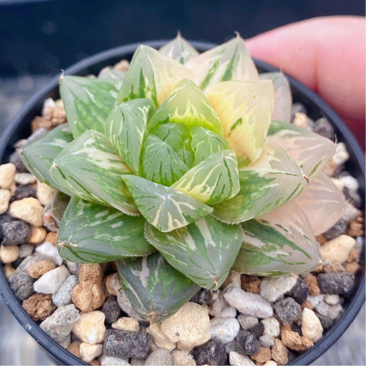 多肉植物 ハオルチア Haworthia オブツーサに 花火 サボテン 売買されたオークション情報 Yahooの商品情報をアーカイブ公開 オークファン Aucfan Com