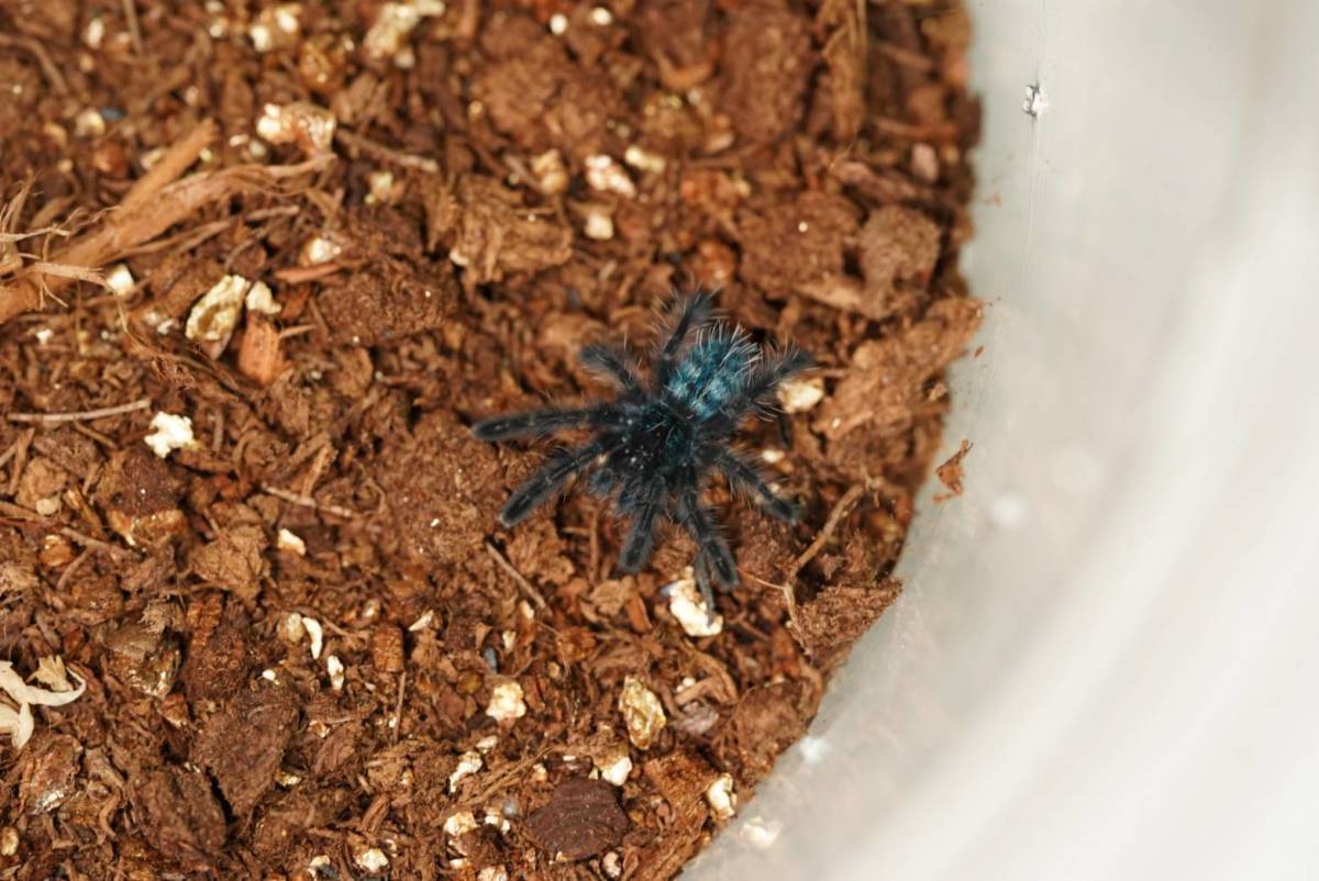 アンティルピンクトゥー Caribena Versicolor 幼体 国内cb タランチュラ 奇虫 奇蟲 その他 売買されたオークション情報 Yahooの商品情報をアーカイブ公開 オークファン Aucfan Com