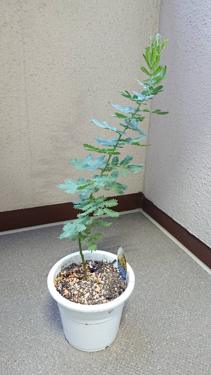 ミモザアカシア 銀葉アカシア 苗 鉢底より50センチ 植木 庭木 売買されたオークション情報 Yahooの商品情報をアーカイブ公開 オークファン Aucfan Com