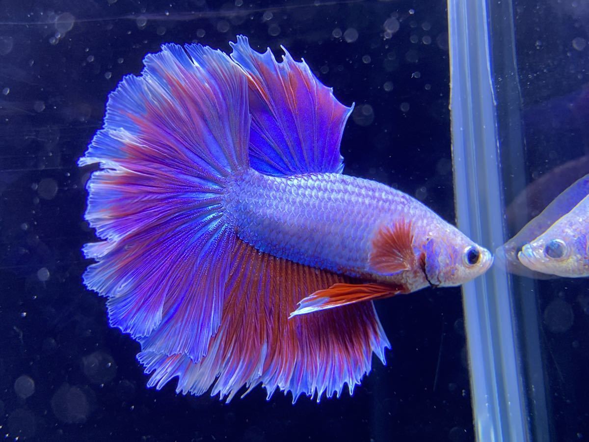 Popo Betta ハーフムーンローズテール ベタ パープル オス タイ直輸入 ベタ 売買されたオークション情報 Yahooの商品情報をアーカイブ公開 オークファン Aucfan Com