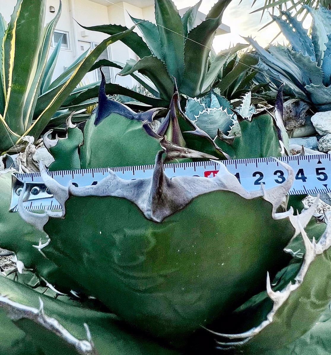 Agave Titanota Oteroi アガベ チタノタ オテロイ AGAVE TITANOTA