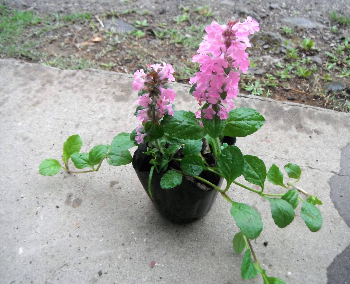 苗 アジュガ ピンク なえ ナエ その他 売買されたオークション情報 Yahooの商品情報をアーカイブ公開 オークファン Aucfan Com