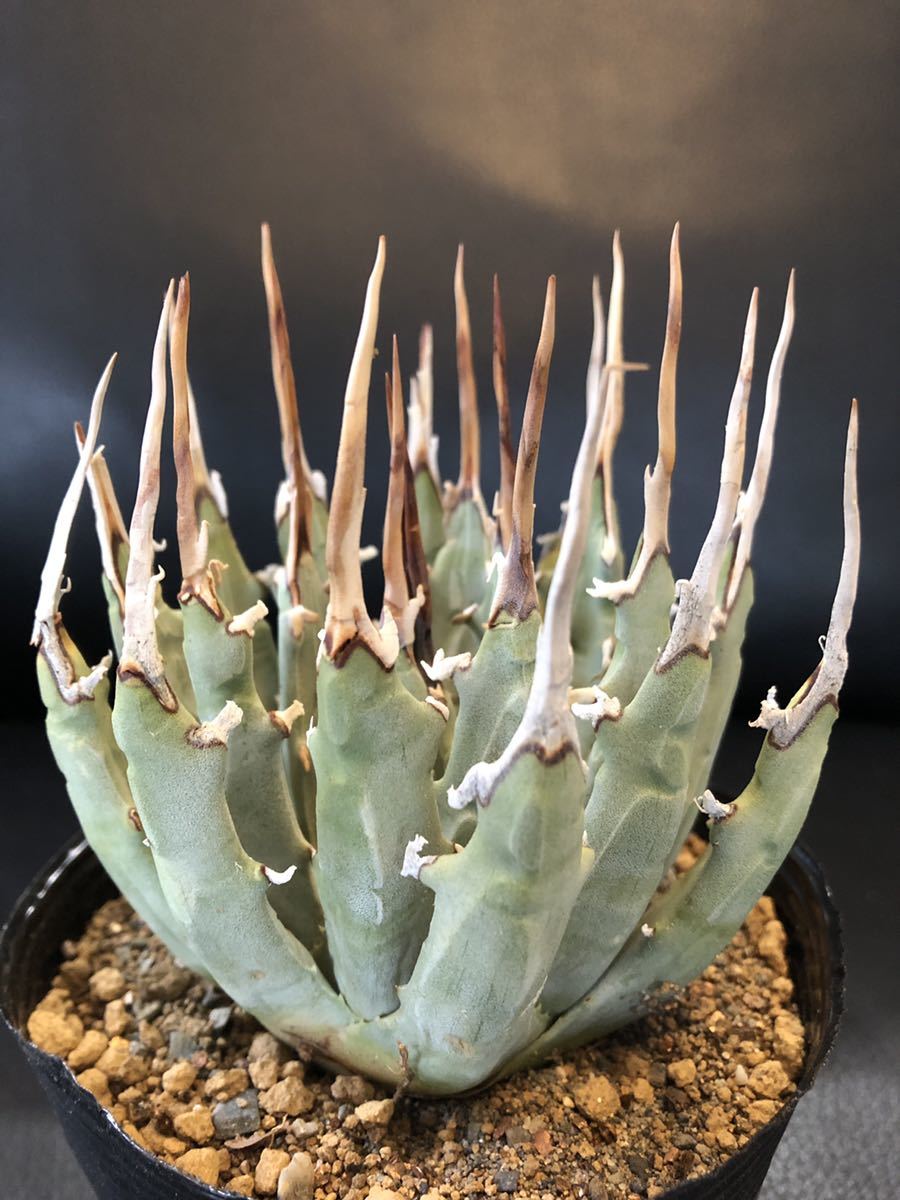 C24 Agave アガベユタエンシス エボリスピナ
