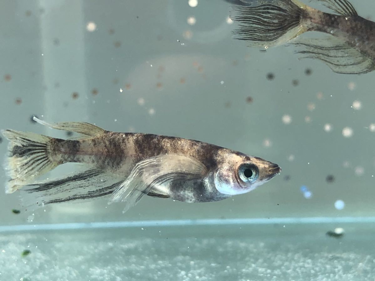 雪舟 白黒斑松井ヒレ長 若魚 オス3メス3 秋月めだか めだか 売買されたオークション情報 Yahooの商品情報をアーカイブ公開 オークファン Aucfan Com