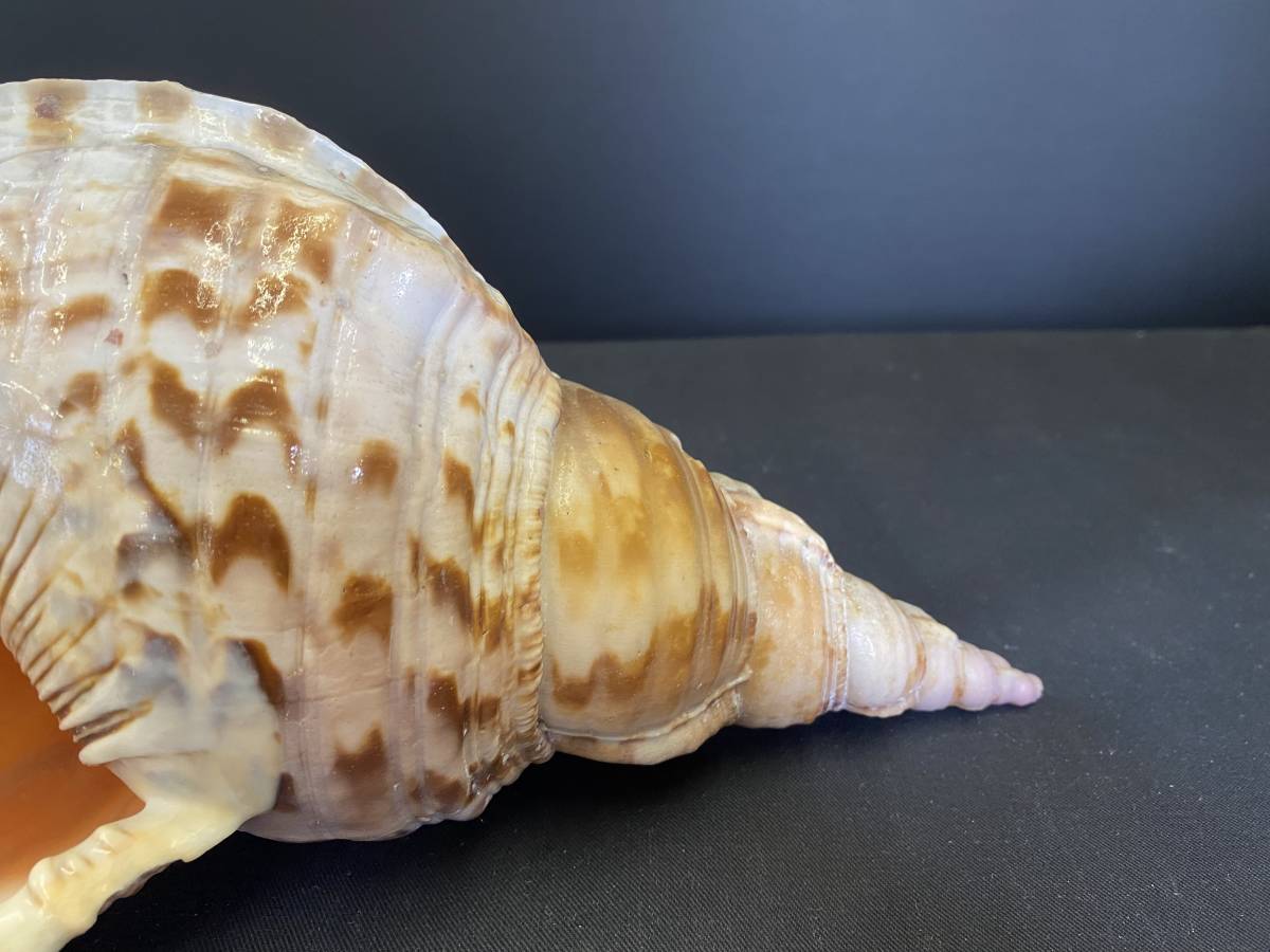 超特価sale開催 魔除け 法螺貝 ほら貝 ホラ貝 置物 縁起物 和楽器 楽器 器材 16 635 Iym Gov Za