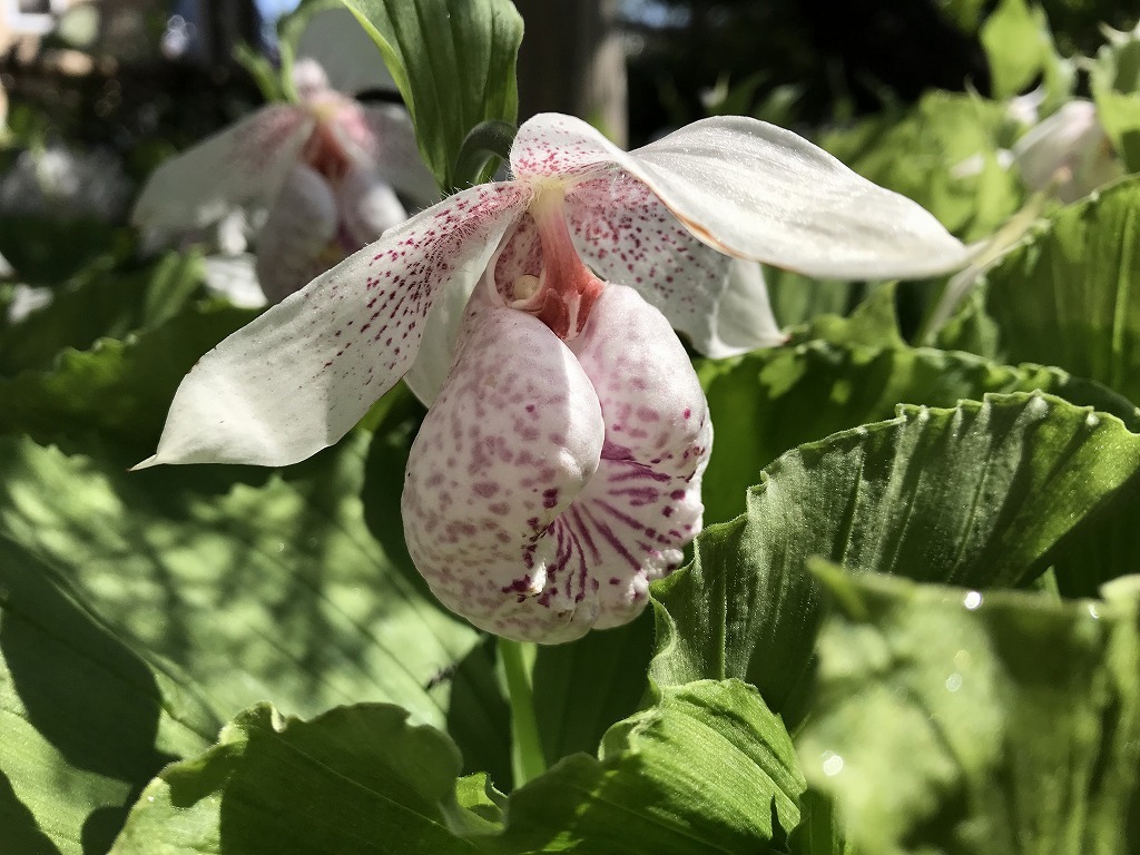 【開花株(2) 】三分咲き花芽3芽＋葉芽1 ◆台湾（タイワン）クマガイソウ ◆山野草 ◆蘭（ラン）◆苗 ◆希少品 綺麗な薄桃色の花が咲きます