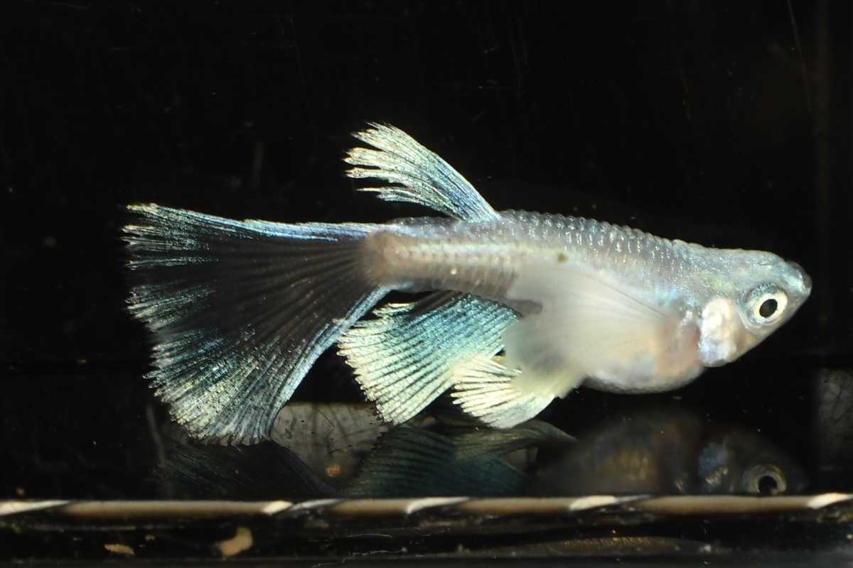 超極上めだか 色んな種類のめだかの卵 個 A個 ミックスメダカの卵 めだか 売買されたオークション情報 Yahooの商品情報をアーカイブ公開 オークファン Aucfan Com