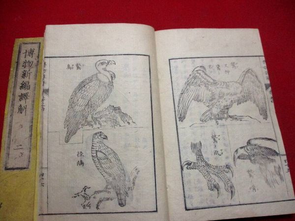 全国無料，定番人気 a17 博物新編2冊 博物学 動物 鳥類 化学 和本 古書 古文書(和書)｜売買されたオークション情報、yahooの商品情報をアーカイブ公開 - オークファン 和書