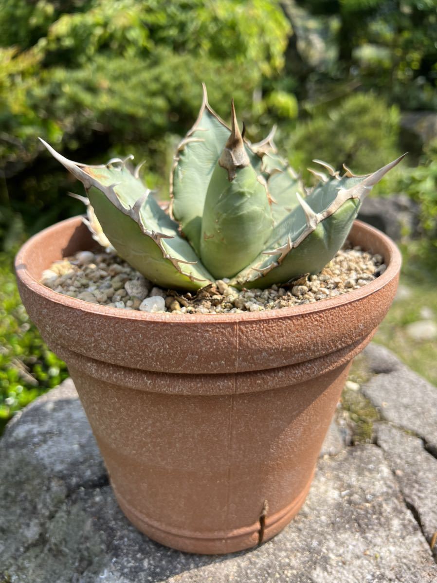希少 アガベ チタノタ フェリペ オテロイ Agave titanota Felipe