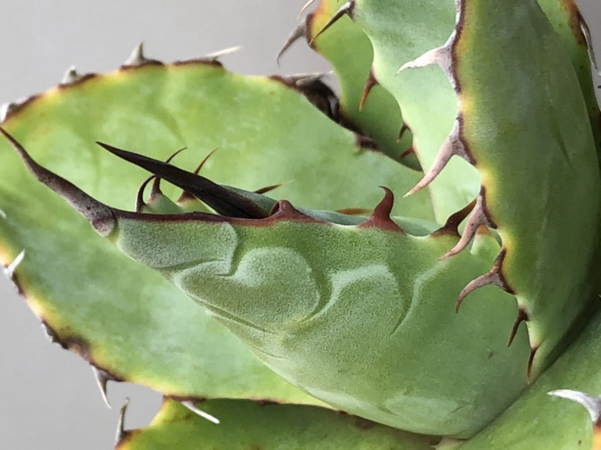 アガベ チタノタ 白鯨 多肉植物 Agave titanota レッドキャット