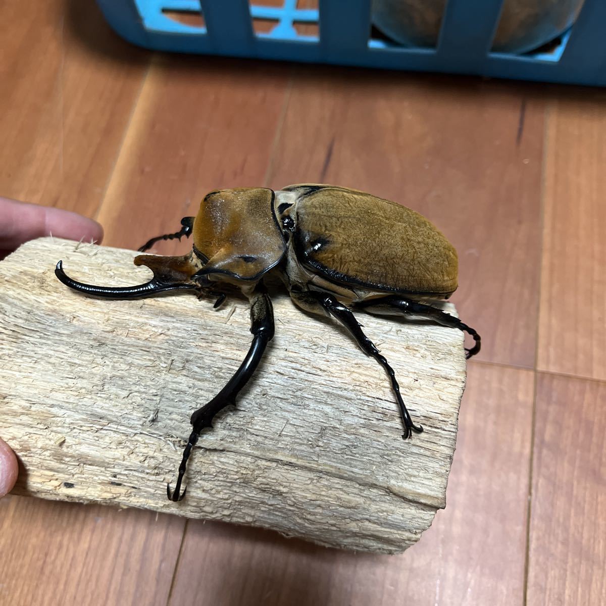 エレファスゾウカブト エレファスゾウカブト1ペア① メキシコ カテマコ 