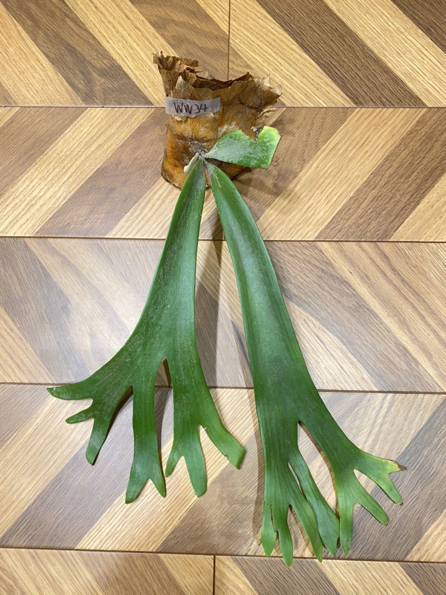 HOT，格安 採れたて Platycerium willinckii 2022-WW34 インドネシア東ジャワ産 ワイルド株 ビカクシダ ウィリンキー WILD(ビカクシダ、コウモリラン)｜売買されたオークション情報、yahooの商品情報をアーカイブ ビカクシダ、コウモリラン
